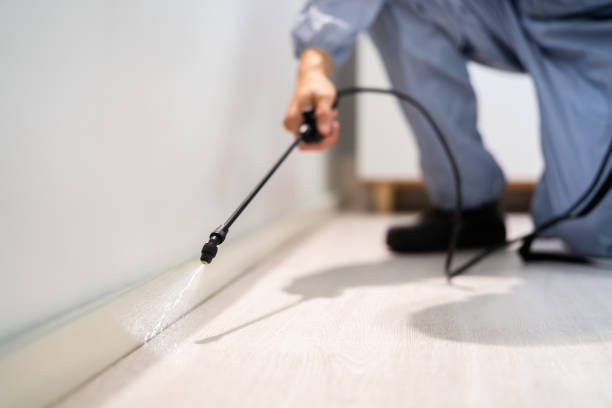 Best Wasp Removal Services  in Raymond, IL