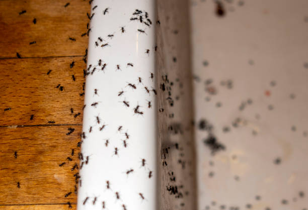 Pest Control Cost in Raymond, IL