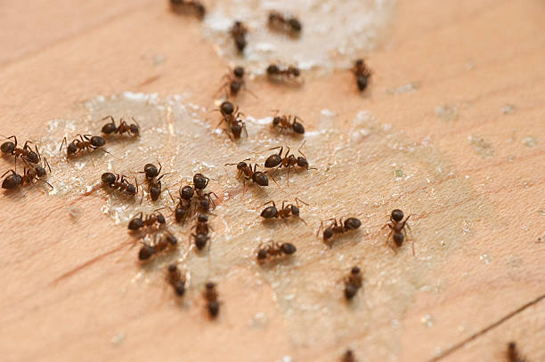 Best Flea Control Services  in Raymond, IL